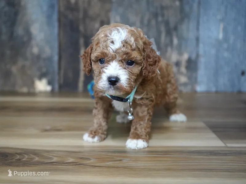 Sawyer – Cavapoo puppy for sale in Koshkonong, MO