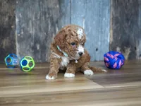 Sawyer, a male Cavapoo for sale in Koshkonong, MO – 3 of 4