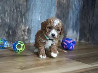 Sawyer, a male Cavapoo for sale in Koshkonong, MO – 2 of 4