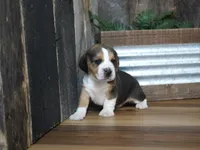 Sampson, a male Beagle for sale in Koshkonong, MO – 5 of 7