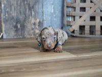 Whitt, a male Miniature Dachshund for sale in Koshkonong, MO – 5 of 5