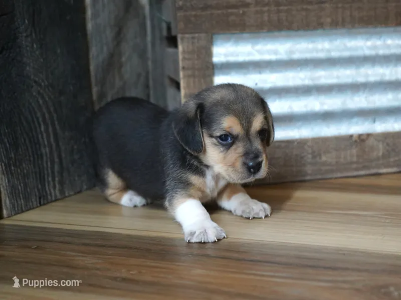 Chase – Beagle puppy for sale in Koshkonong, MO