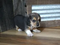 Chase, a male Beagle for sale in Koshkonong, MO – 1 of 10