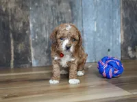 Duke, a male Cavapoo for sale in Koshkonong, MO – 1 of 6