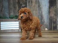 Jaxon, a male Cavapoo for sale in Koshkonong, MO – 7 of 8