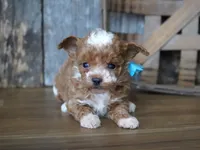 Duffy, a male Maltipoo for sale in Koshkonong, MO – Photo 3 of 4