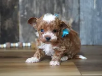 Duffy, a male Maltipoo for sale in Koshkonong, MO – Photo 4 of 4