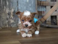 Duffy, a male Maltipoo for sale in Koshkonong, MO – Photo 1 of 4