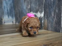 Princess, a female Cavapoo for sale in Koshkonong, MO – 4 of 4