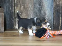 Cooper, a male Beagle for sale in Koshkonong, MO – 6 of 8