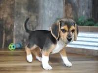 Chase, a male Beagle for sale in Koshkonong, MO – 2 of 8