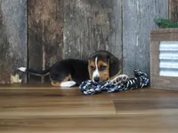 Cooper, a male Beagle for sale in Koshkonong, MO – 3 of 10