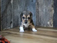 Chase, a male Beagle for sale in Koshkonong, MO – 10 of 10