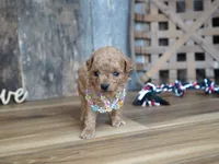 Nessa, a female Maltipoo for sale in Koshkonong, MO – 2 of 7
