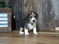Cooper, a male Beagle for sale in Koshkonong, MO – 8 of 8