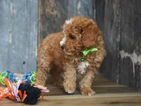 Max, a male Cavapoo for sale in Koshkonong, MO – 3 of 5