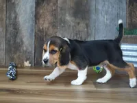 Cooper, a male Beagle for sale in Koshkonong, MO – 2 of 10
