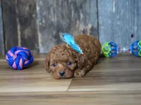 Cash, a male Cavapoo for sale in Koshkonong, MO – 4 of 4
