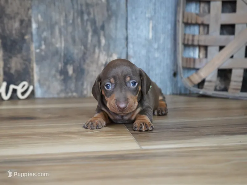 Griff – Miniature Dachshund puppy for sale in Koshkonong, MO