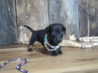 Abbi, a female Miniature Dachshund for sale in Koshkonong, MO – 3 of 8