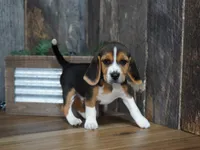 Cooper, a male Beagle for sale in Koshkonong, MO – 4 of 10