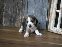 Sampson, a male Beagle for sale in Koshkonong, MO – 7 of 7