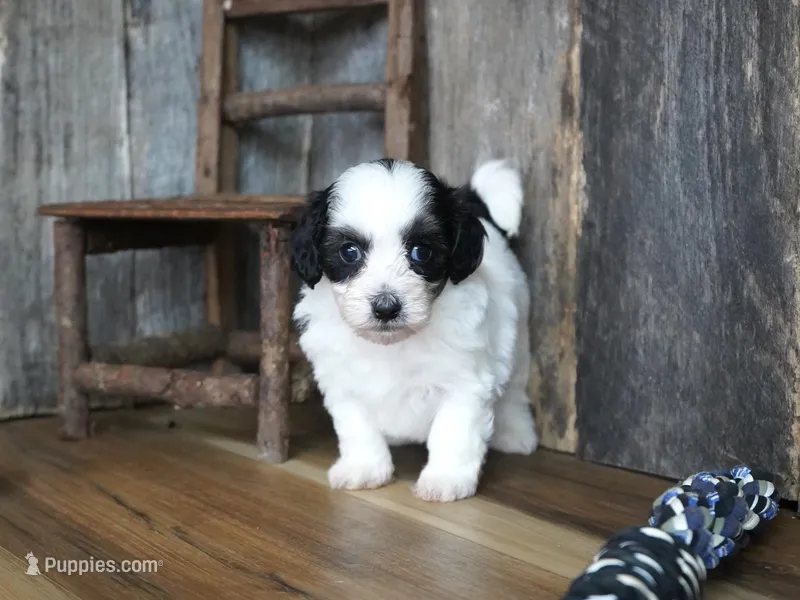 Lynsey, a female Maltipoo for sale in Koshkonong, MO – Photo 1 of 7