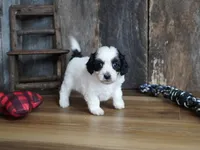 Lynsey, a female Maltipoo for sale in Koshkonong, MO – Photo 2 of 7