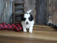 Lynsey, a female Maltipoo for sale in Koshkonong, MO – Photo 4 of 7