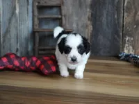 Lynsey, a female Maltipoo for sale in Koshkonong, MO – Photo 3 of 7