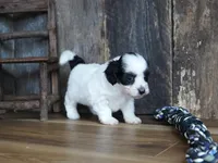 Lynsey, a female Maltipoo for sale in Koshkonong, MO – Photo 7 of 7