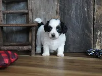 Lynsey, a female Maltipoo for sale in Koshkonong, MO – Photo 6 of 7