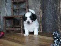 Lynsey, a female Maltipoo for sale in Koshkonong, MO – Photo 5 of 7