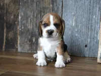 Trav, a male Beagle for sale in Koshkonong, MO – 2 of 7