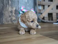 Grace, a female Maltipoo for sale in Koshkonong, MO – 4 of 4