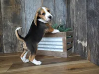 Sampson, a male Beagle for sale in Koshkonong, MO – 4 of 9