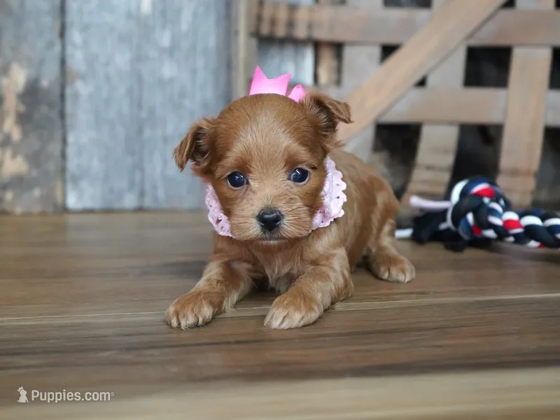 Sara – Maltipoo puppy for sale in Koshkonong, MO