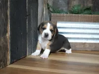 Sampson, a male Beagle for sale in Koshkonong, MO – 4 of 7