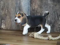 Oliver, a male Beagle for sale in Koshkonong, MO – Photo 6 of 6