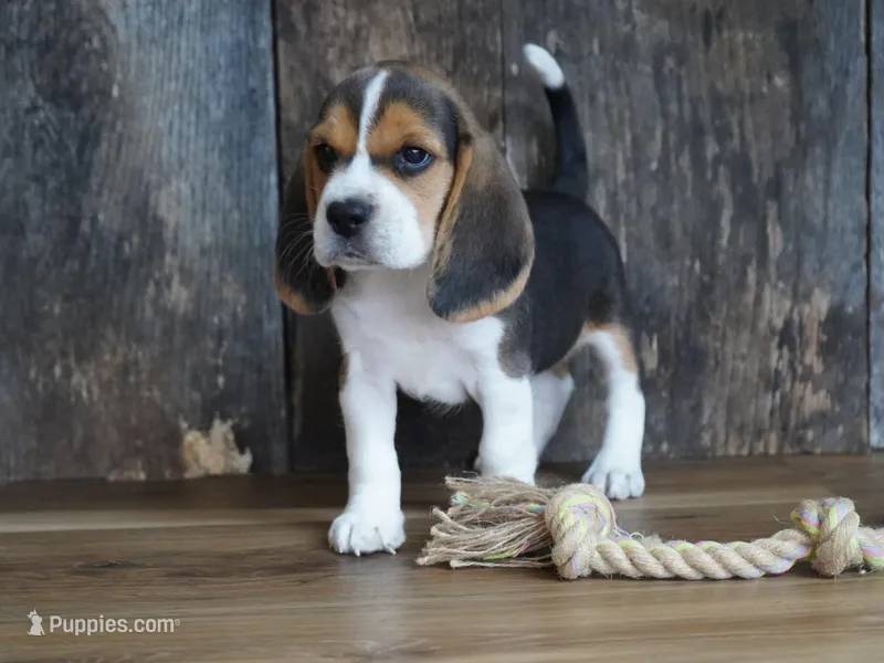 Oliver, a male Beagle for sale in Koshkonong, MO – Photo 1 of 6