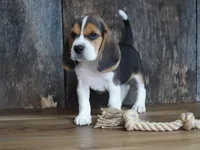 Oliver, a male Beagle for sale in Koshkonong, MO – Photo 1 of 6
