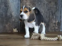 Oliver, a male Beagle for sale in Koshkonong, MO – Photo 4 of 6