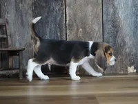 Oliver, a male Beagle for sale in Koshkonong, MO – Photo 3 of 6