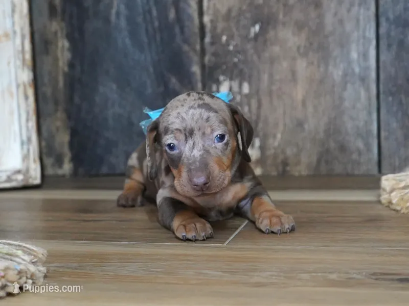 Ash – Miniature Dachshund puppy for sale in Koshkonong, MO