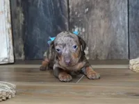 Ash, a male Miniature Dachshund for sale in Koshkonong, MO – 1 of 7