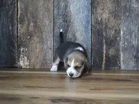 Brett, a male Beagle for sale in Koshkonong, MO – 5 of 9