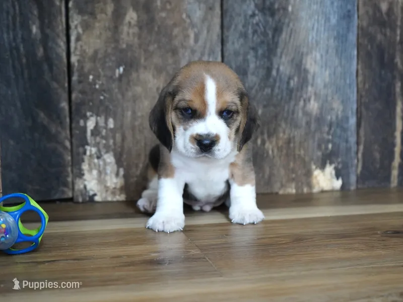 Trav – Beagle puppy for sale in Koshkonong, MO