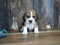 Trav, a male Beagle for sale in Koshkonong, MO – 1 of 7