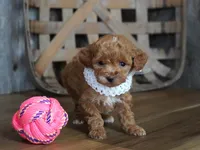 Baily, a female Maltipoo for sale in Koshkonong, MO – Photo 3 of 5