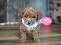 Baily, a female Maltipoo for sale in Koshkonong, MO – Photo 4 of 5